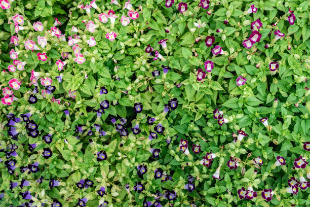 花园里的花朵图案。图片下载