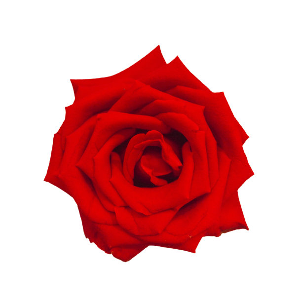 白色背景上的红玫瑰。图片下载
