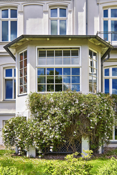 白色的墙壁与粉红色的铁线莲在春天开花图片下载