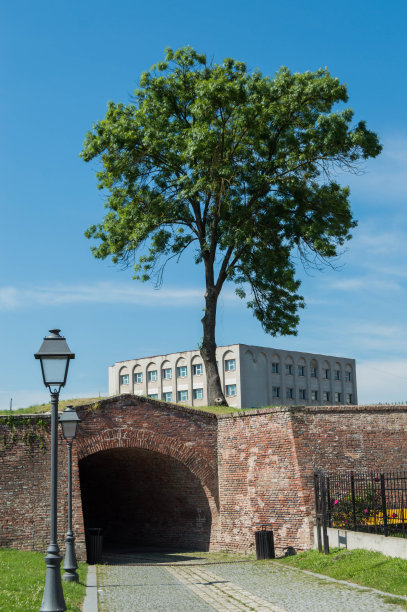 孤独的生存之树图片下载