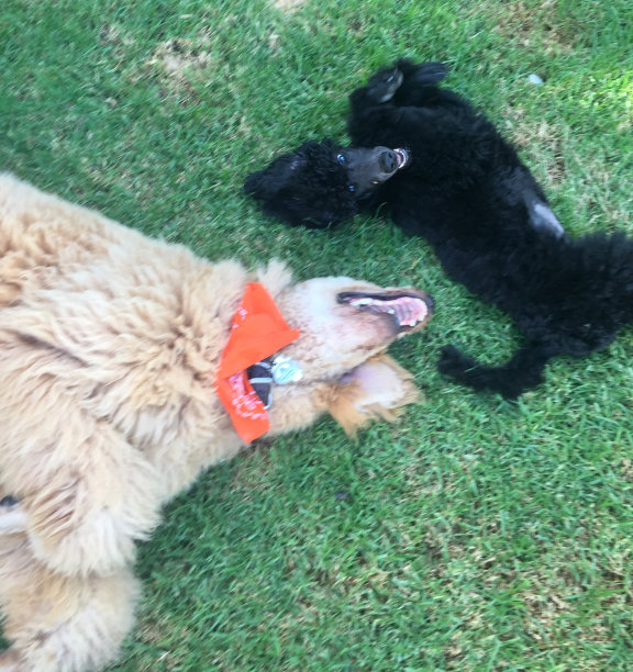 银阳贵宾犬图片下载