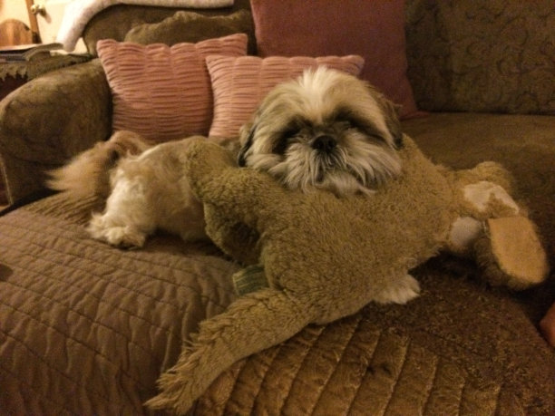 狗的玩具图片下载