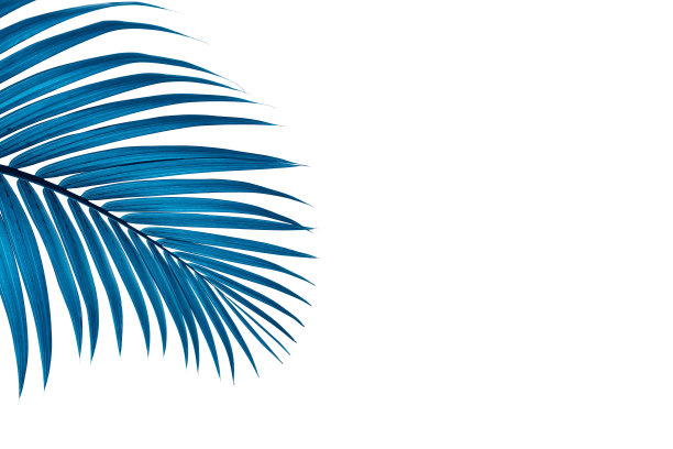 叶子图片素材ID：323438508