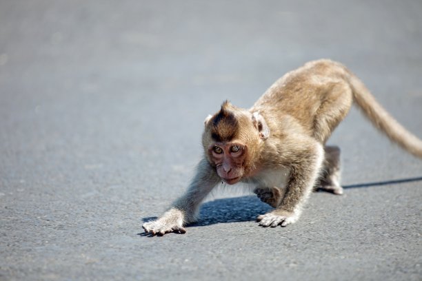可爱的猴子图片下载