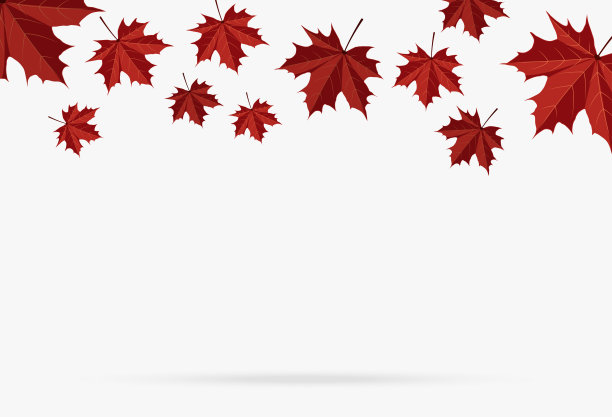 秋天红色的枫叶落在白色的背景孤立图片下载