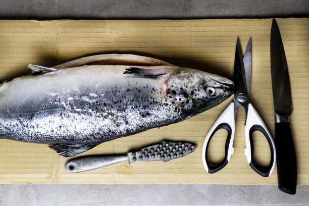 大鲜鲑鱼，刀和剪刀。准备切鱼。有价值的商业鱼类。鲑鱼是一种受欢迎的饮食和健康营养，它含有高蛋白质、欧米伽-3和维生素D图片下载
