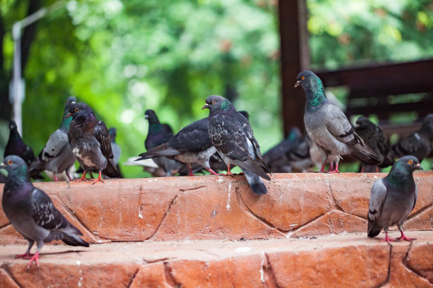 公共广场上的鸽子图片下载