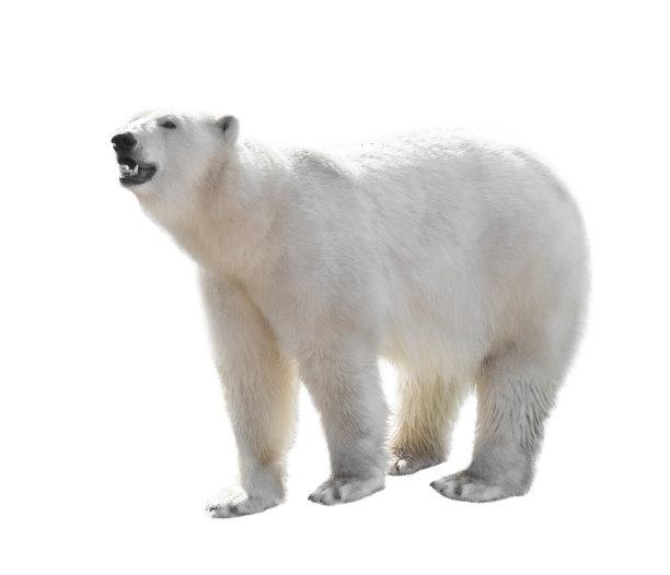 北极熊被孤立在白色背景上图片下载
