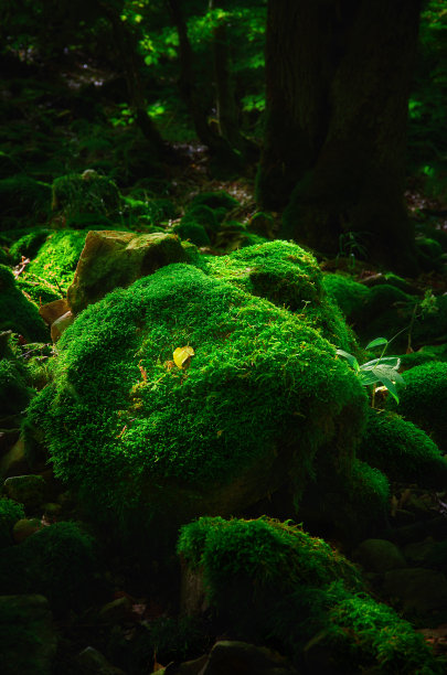 神秘的森林和苔藓地面。图片下载