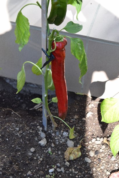 巨大的红辣椒图片下载