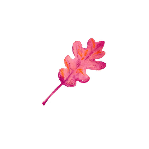 一片干燥的水彩红秋叶。图片下载