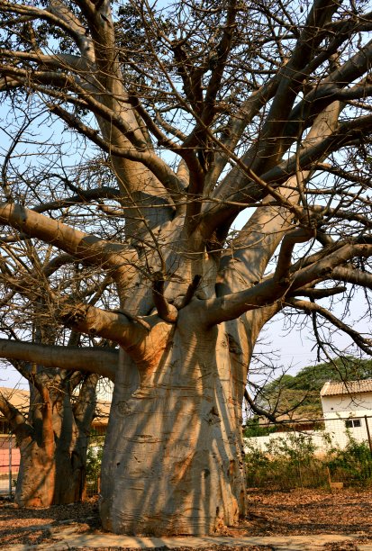 Baobab trees, Cacuaco，安哥拉罗安达图片下载