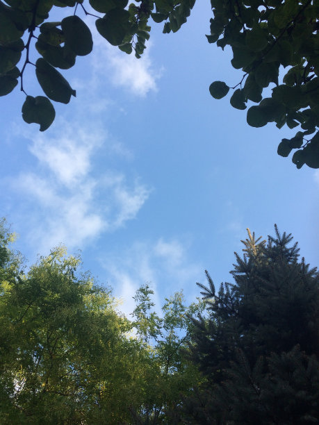 树外的蓝天图片下载