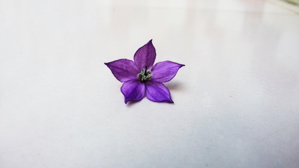 黑辣椒花图片下载