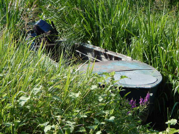 摩托艇在岸边的芦苇丛中。夏天在海边草丛中划船。一张照片。图片下载