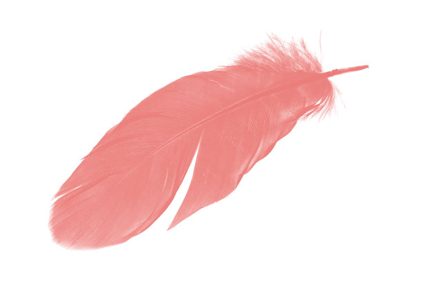 白色背景上的珊瑚粉色羽毛图片下载