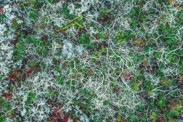 白色驯鹿地衣和小红越橘的平坦背景图案图片下载