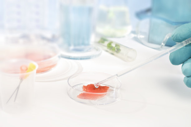 在实验室条件下培养的肉图片下载