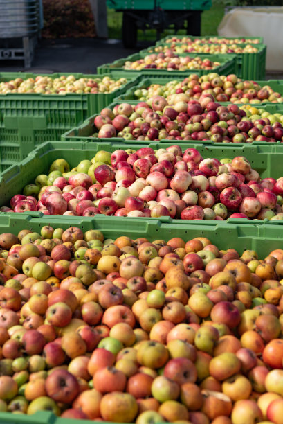 在容器中成熟的苹果图片下载