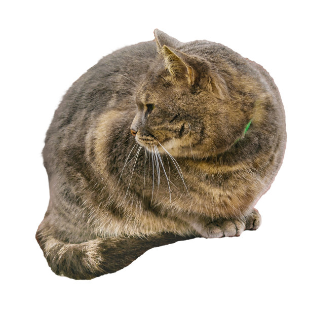 成年公猫坐着孤立的照片图片下载