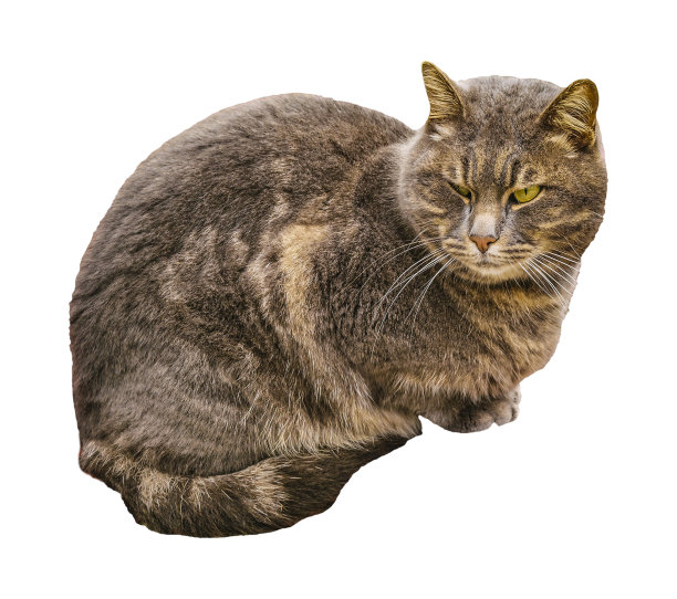 成年公猫坐着孤立的照片图片下载