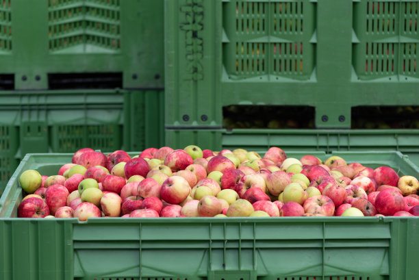 在容器中成熟的苹果图片下载