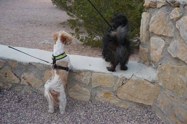 佩森和负鼠猫狩猎图片下载