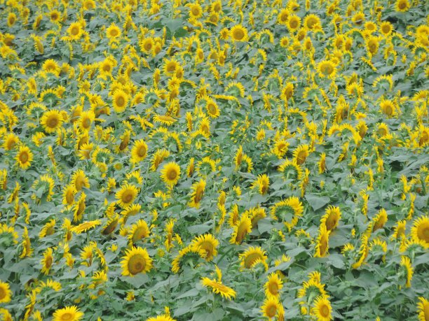 向日葵田图片下载