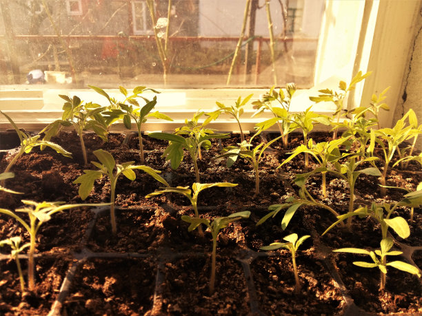 窗台上的小苗图片下载