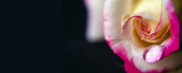 黑色背景，底部有玫瑰花束图片下载