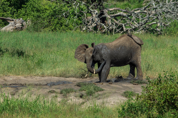 一只年轻的非洲象正在泥浴图片下载