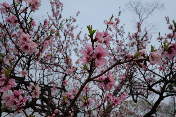粉红色的樱花图片下载