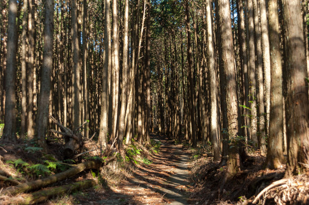 日本富士市的桉树林中小径。水平。图片下载