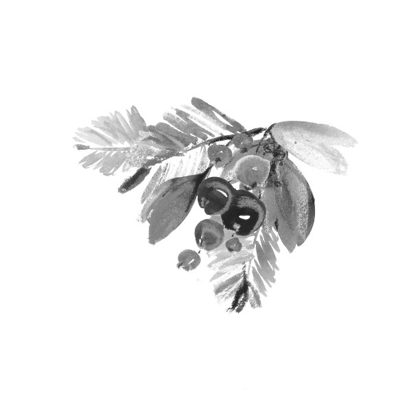 圣诞黑白图案来自冬青浆果，松树的树枝和树叶。图片下载