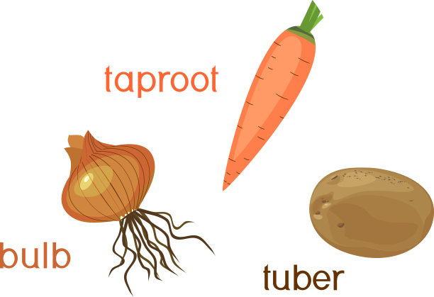 三种不同类型的根类蔬菜孤立在白色背景上图片下载