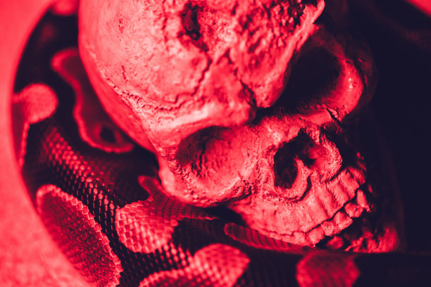 蛇和人的头骨图片下载