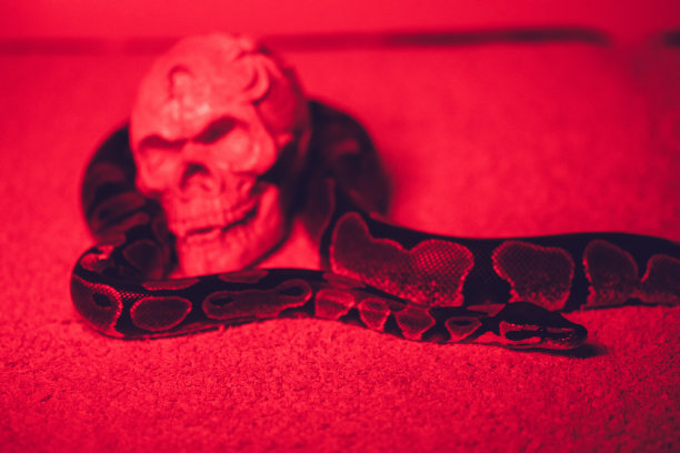 蛇和人的头骨图片下载