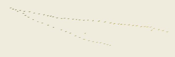 一大群鹈鹕排成v字队形飞行图片下载