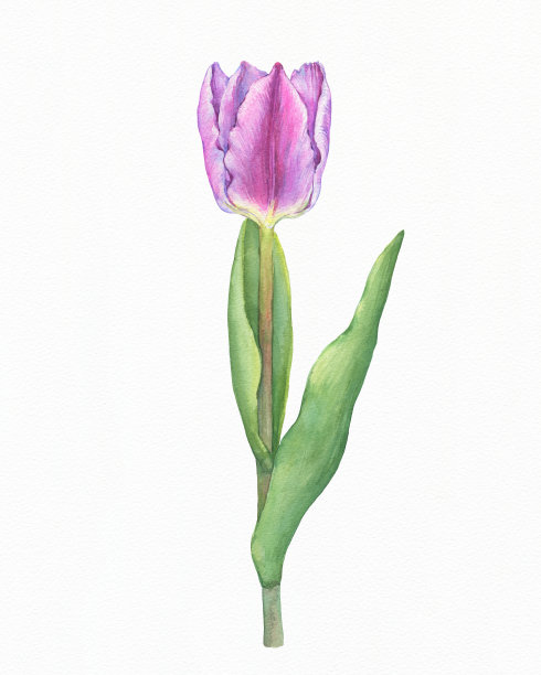 粉红色的新鲜郁金香与绿色的叶子-春天的植物艺术。手绘水彩画插图。背景——水彩画纸。图片下载