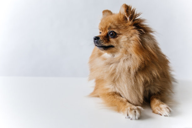 白色背景上毛茸茸的斯皮兹小狗的图片图片下载