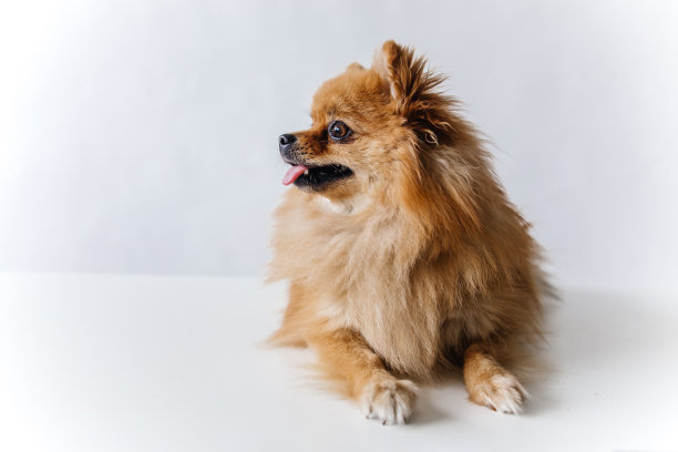 白色背景上毛茸茸的斯皮兹小狗的图片图片下载