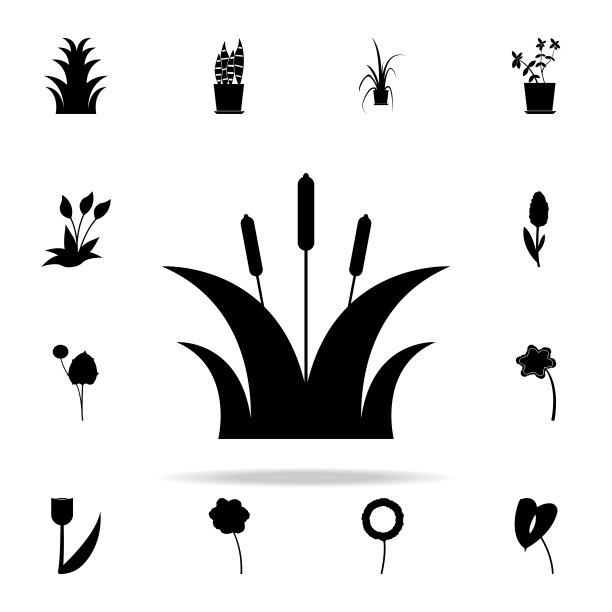 芦苇图标。植物图标通用设置为网络和移动图片下载