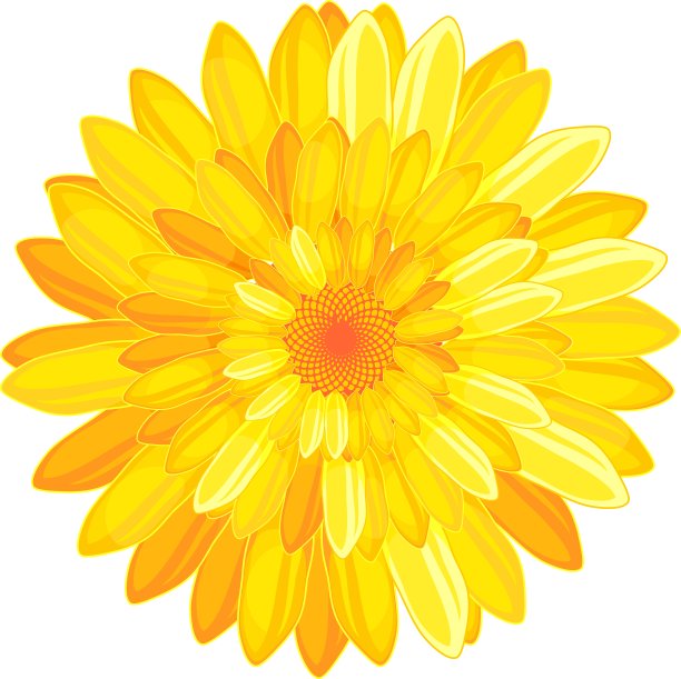 花与许多明亮的黄色花瓣在白色的背景图片下载