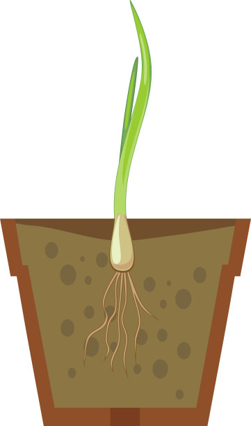 花盆中有绿叶的发芽洋葱图片下载