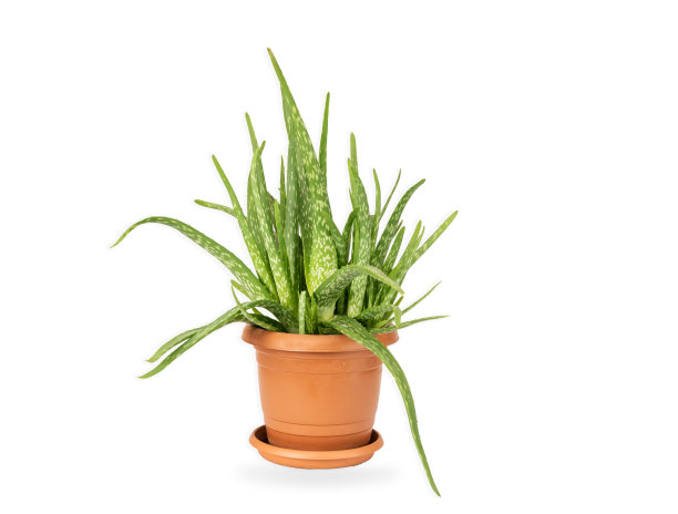 在白色背景上分离的花盆中的芦荟图片下载