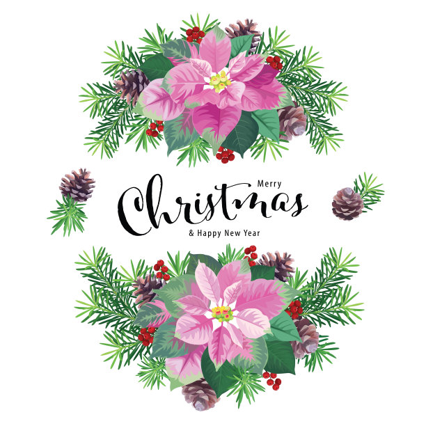一品红花环的粉红色和绿色的颜色与松树和浆果在白色的背景。图片下载