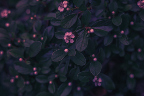 抽象模糊的背景。叶与花特写图片下载