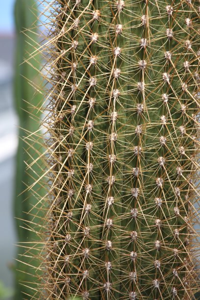 一个仙人掌和它的刺的近距离照片，浅景深，选择性聚焦图片下载