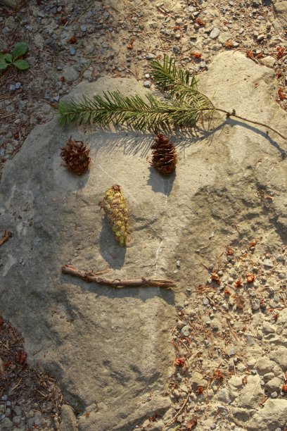 比如用树枝和锥子生出笑脸图片下载