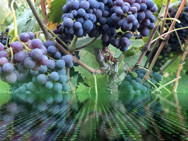 葡萄、数据的计算机图片下载